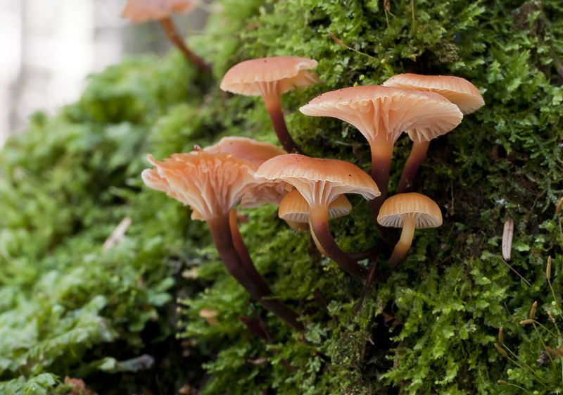 Xeromphalina campanella